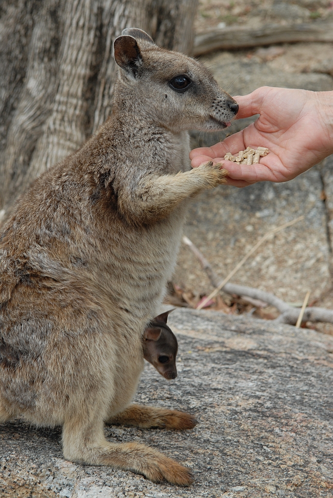 0256 Granite Gorge.jpg